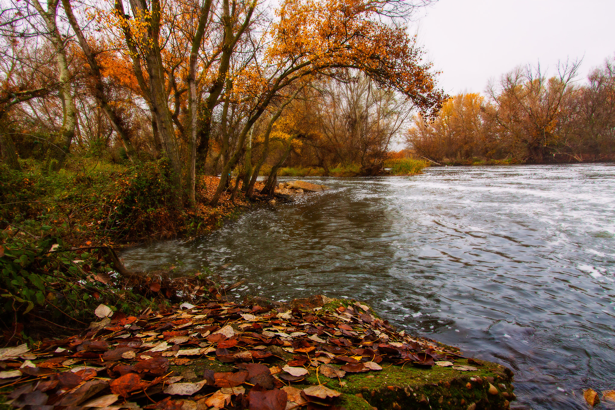 Canon EF-S 10-22mm F3.5-4.5 USM sample photo. Hojas de otoño photography