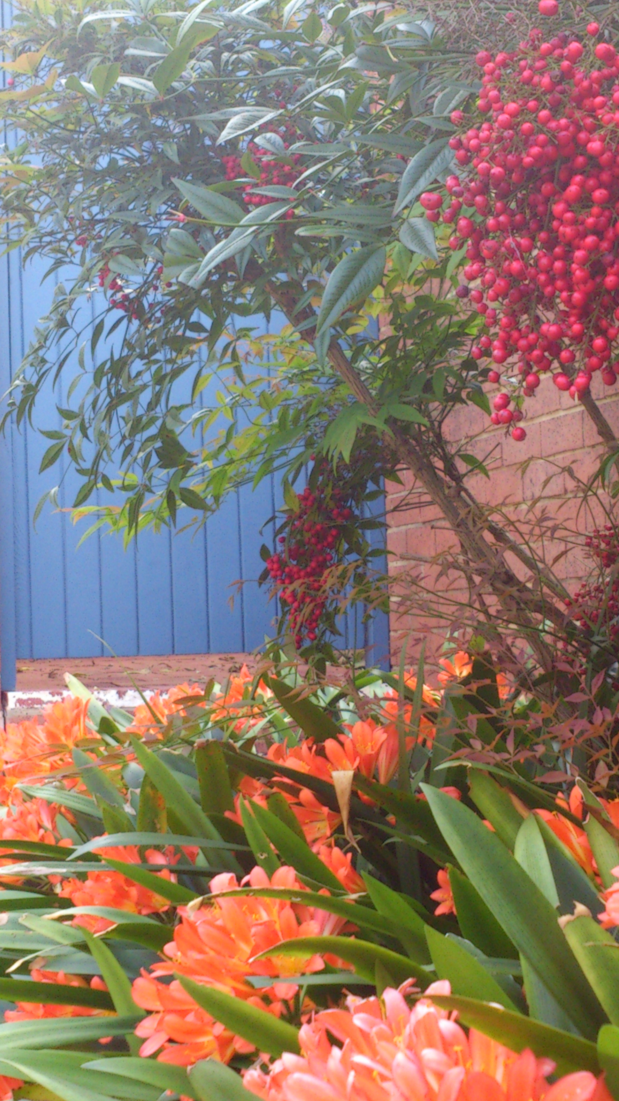 Sony Ericsson Xperia S sample photo. Popmixer. flower power... photography