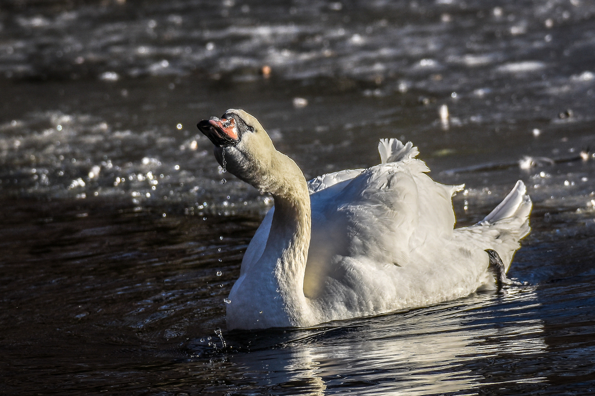 Nikon D7200 sample photo. Swan in icy water photography