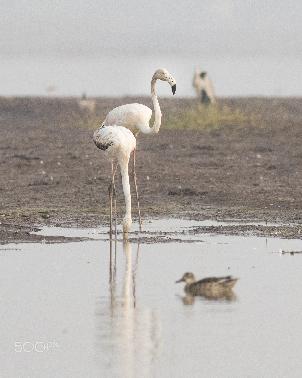 Canon EOS 80D + Canon EF 400mm F5.6L USM sample photo. Juvenile pink flamingo photography