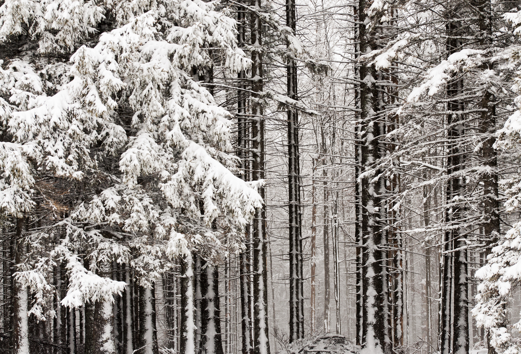 Sigma 105mm F2.8 EX DG OS HSM sample photo. White forest photography