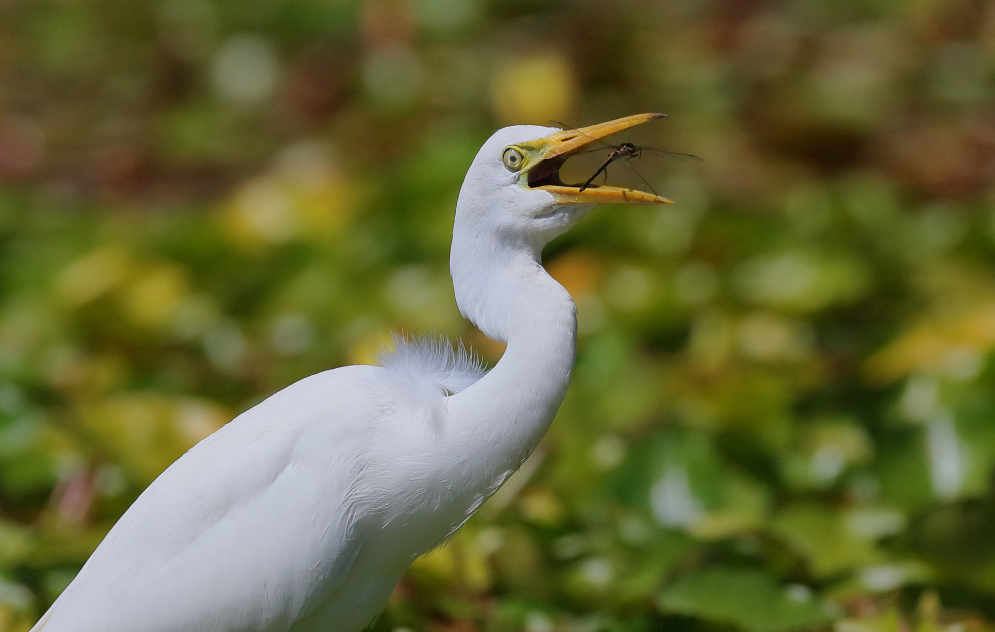 Canon EOS 5DS R + Canon EF 200-400mm F4L IS USM Extender 1.4x sample photo. Lunch photography