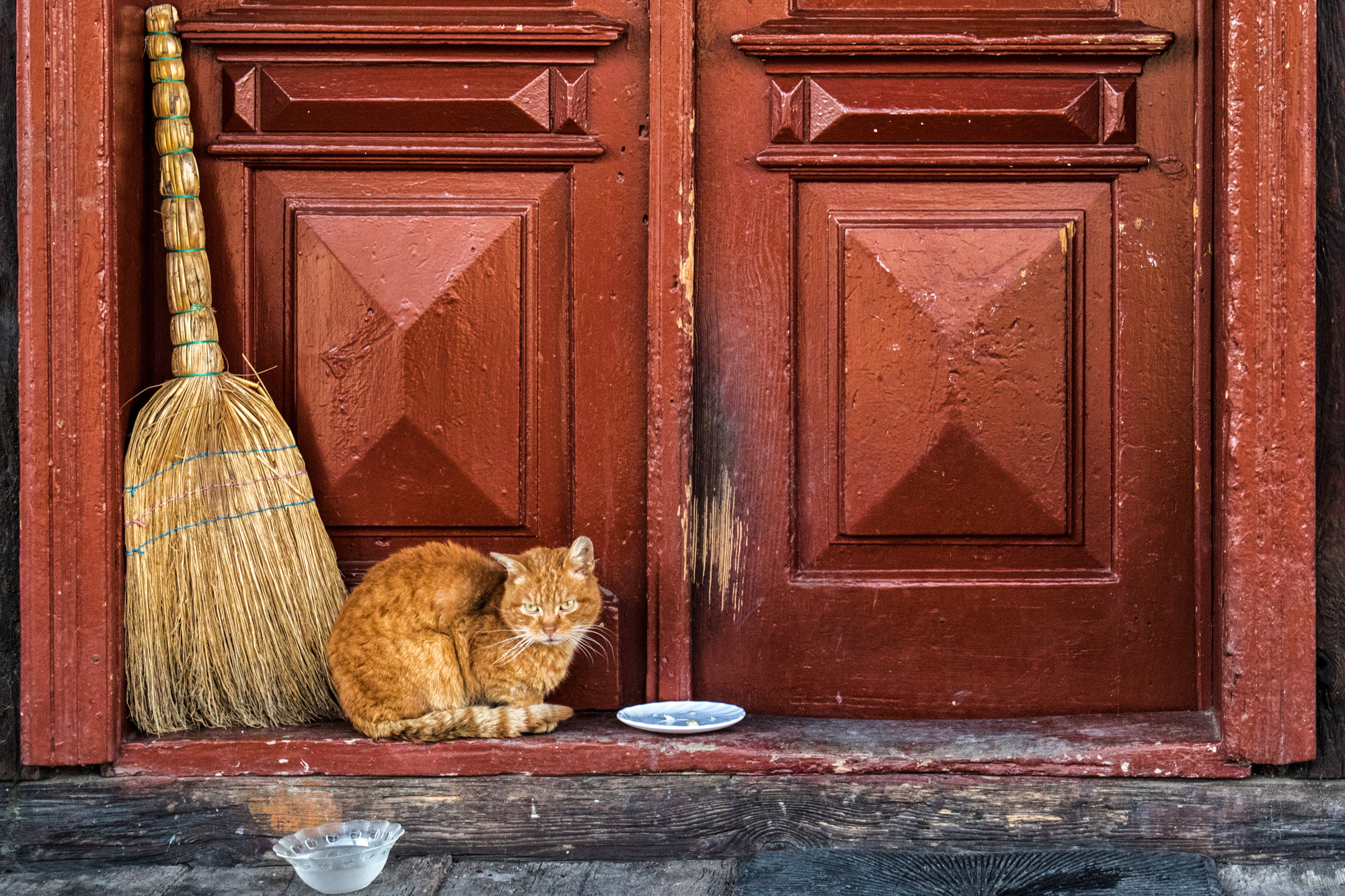 Canon EF 24-105mm F3.5-5.6 IS STM sample photo. Ginger photography