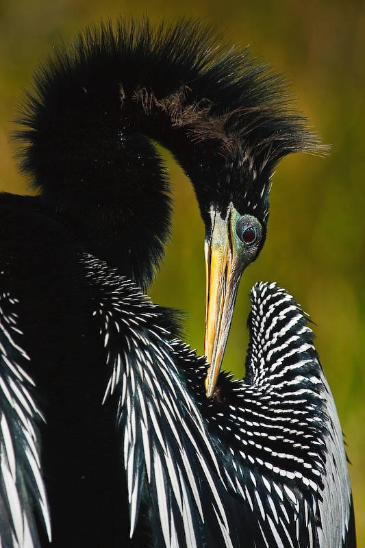 Canon EOS 40D + Canon EF 100-400mm F4.5-5.6L IS USM sample photo. Anhinga photography