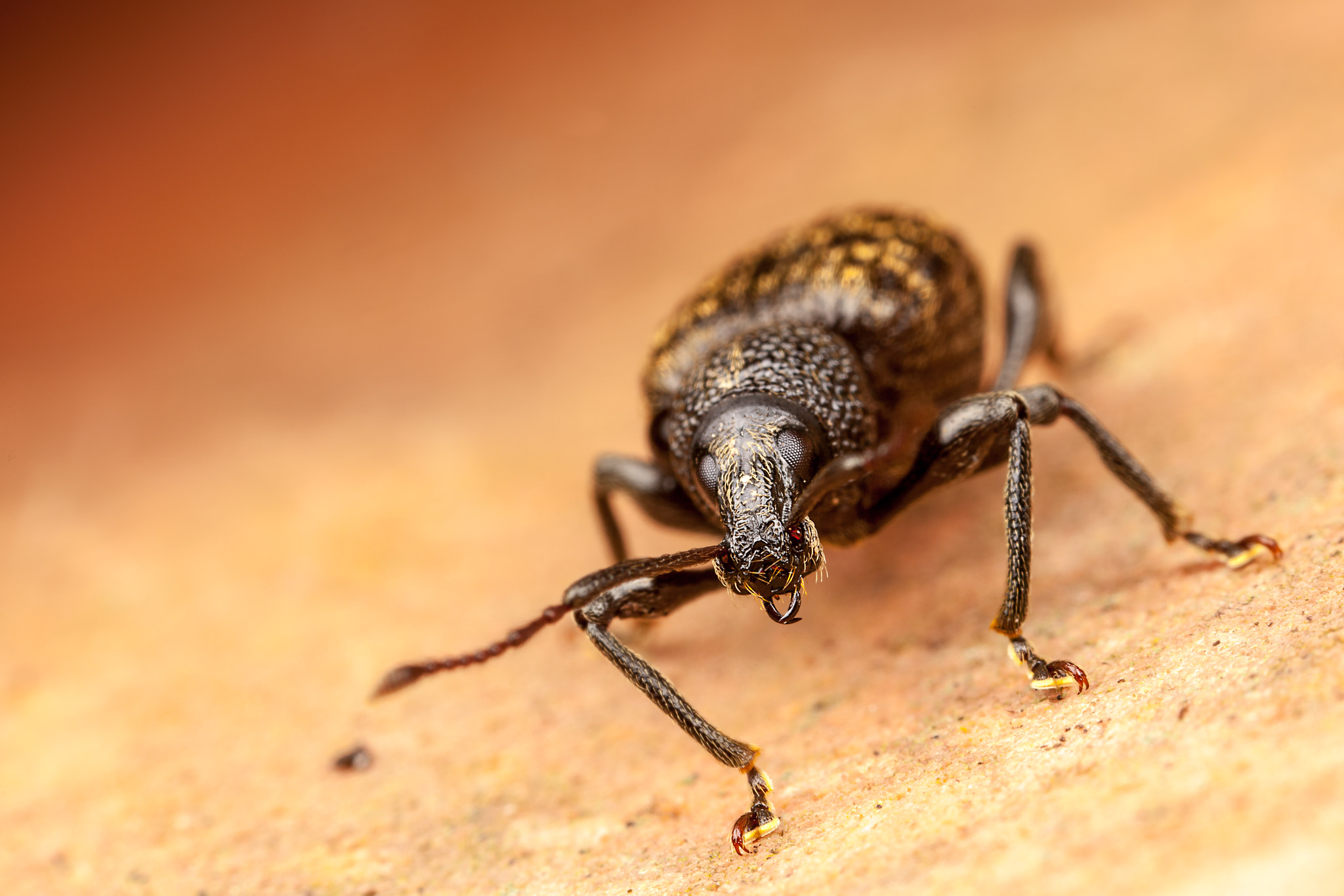 Canon EOS 5D Mark II + Canon MP-E 65mm F2.5 1-5x Macro Photo sample photo. The weevil photography