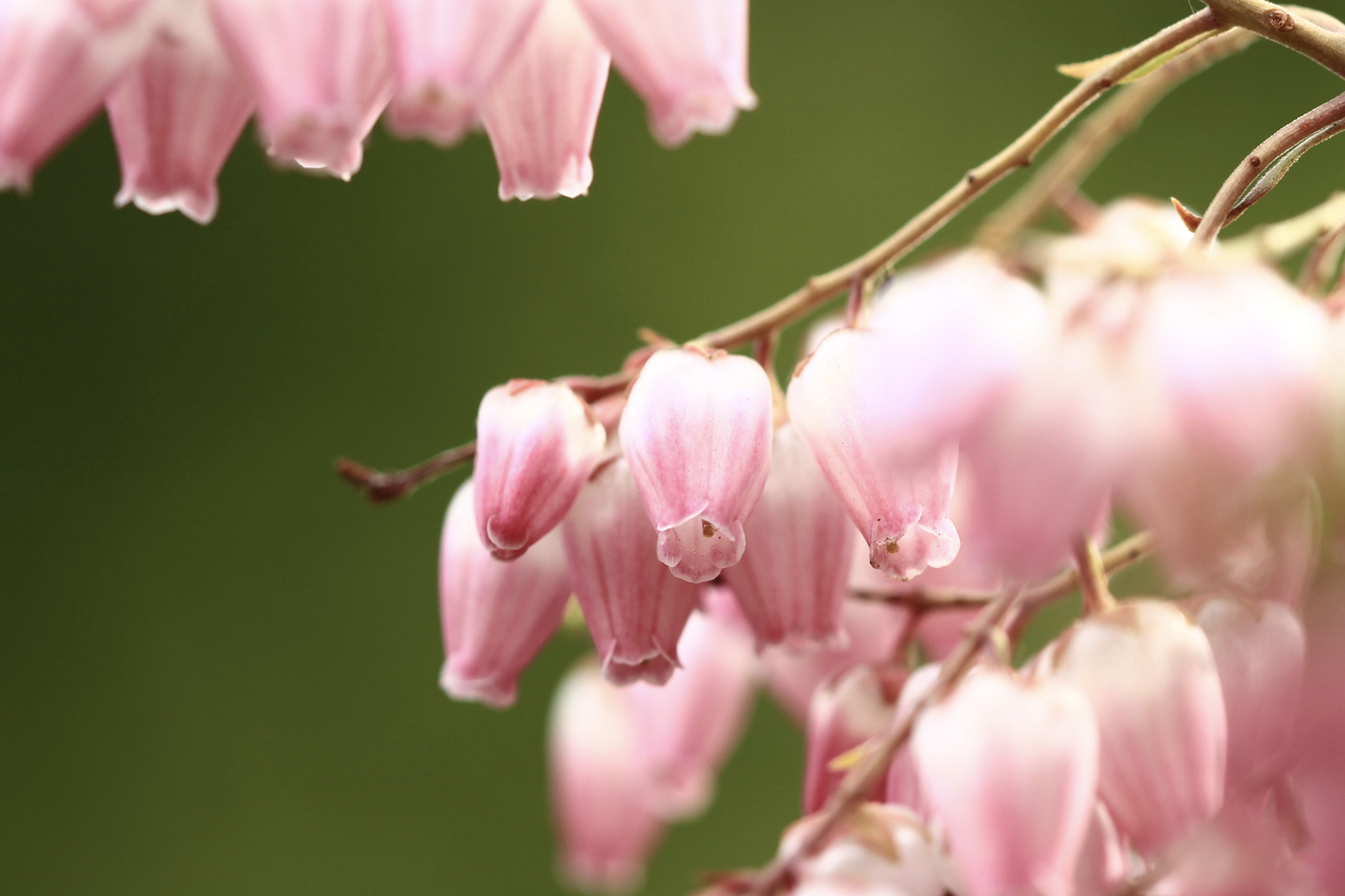 Canon EOS 700D (EOS Rebel T5i / EOS Kiss X7i) sample photo. 馬酔木（ pieris japonica ） photography