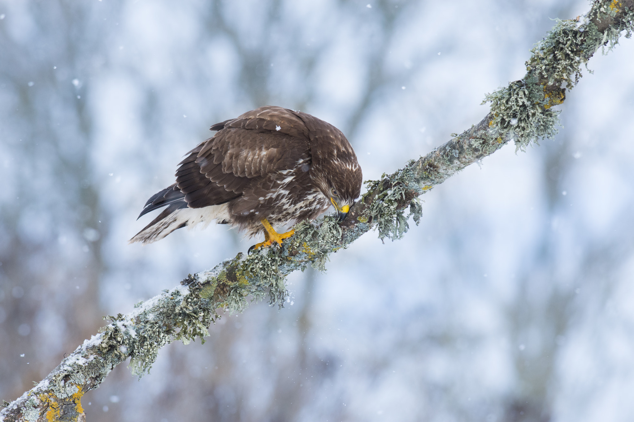 Nikon D7200 + Nikon AF-S Nikkor 300mm F2.8G ED-IF VR sample photo. On wathc photography