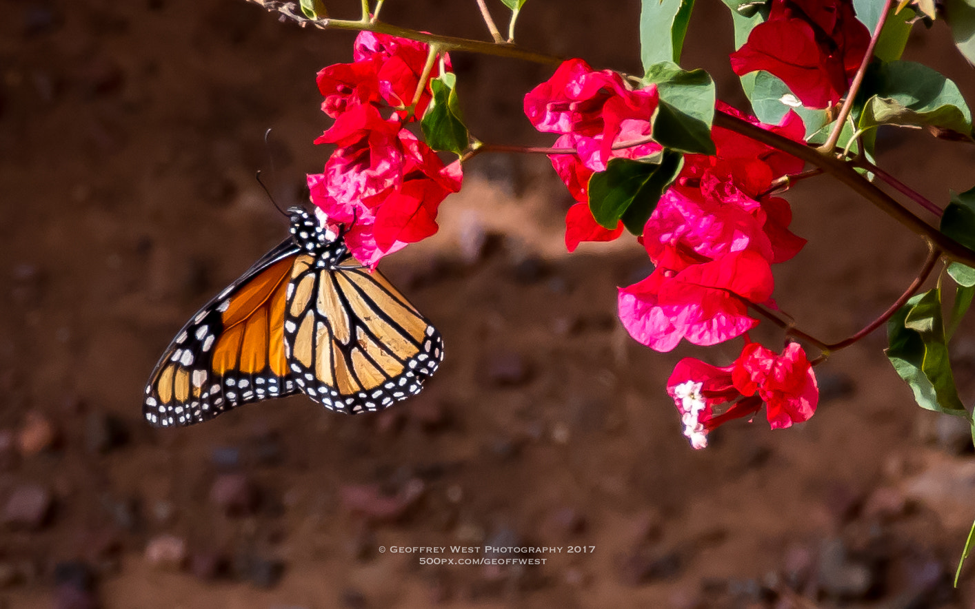 Nikon D500 + Tamron SP 70-300mm F4-5.6 Di VC USD sample photo. The invisible butterfly #1 photography