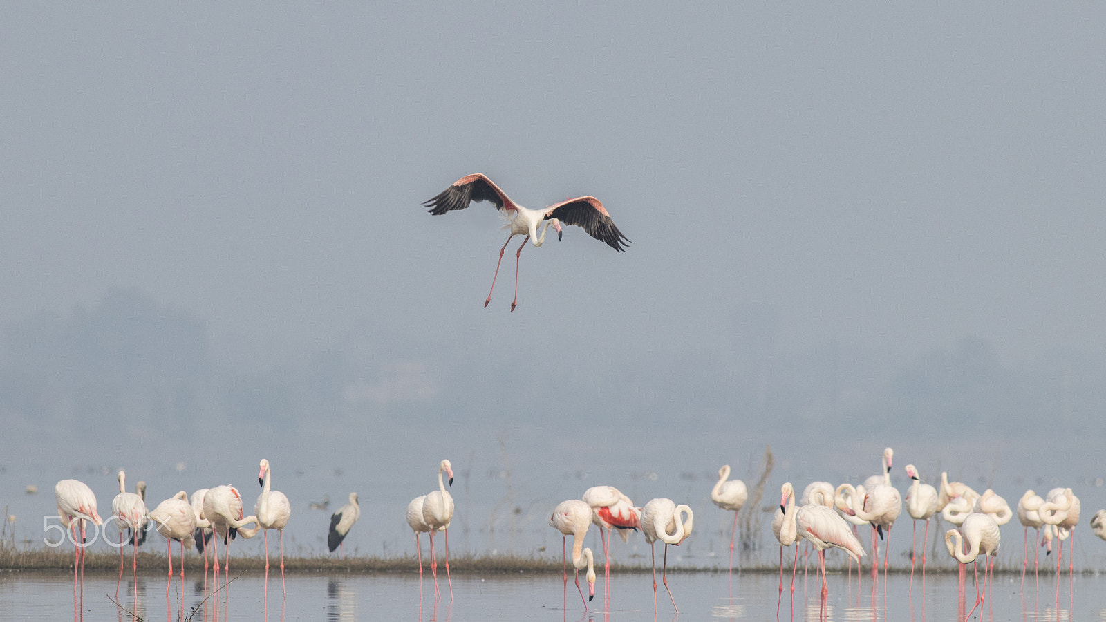 Canon EOS 80D + Canon EF 400mm F5.6L USM sample photo. Pink flamingo landing photography