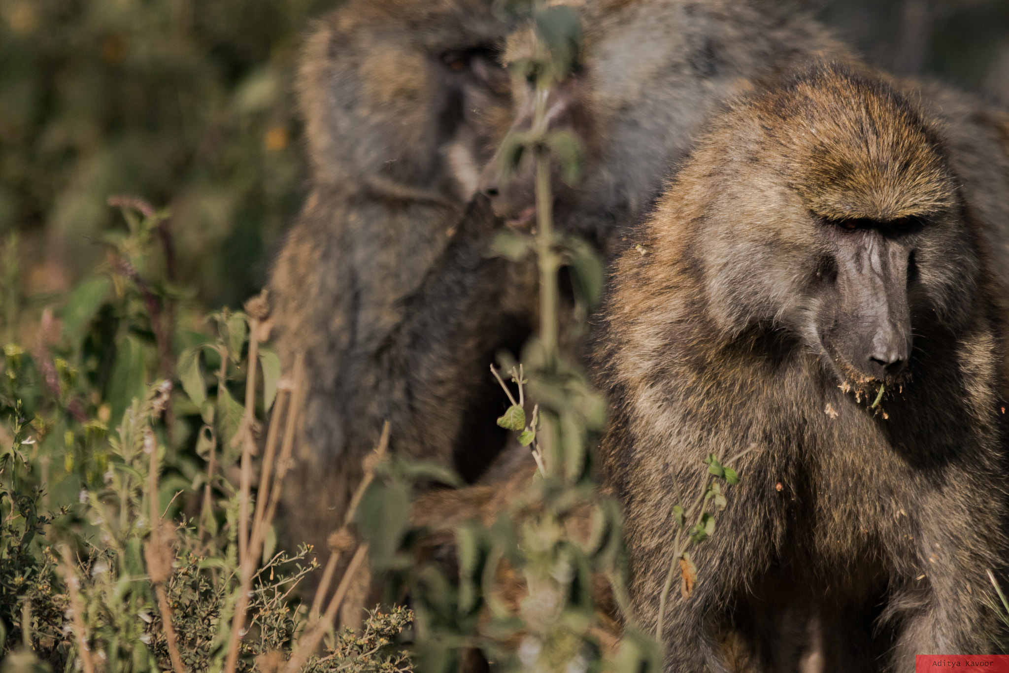 Canon EOS 7D Mark II sample photo. Baboons photography