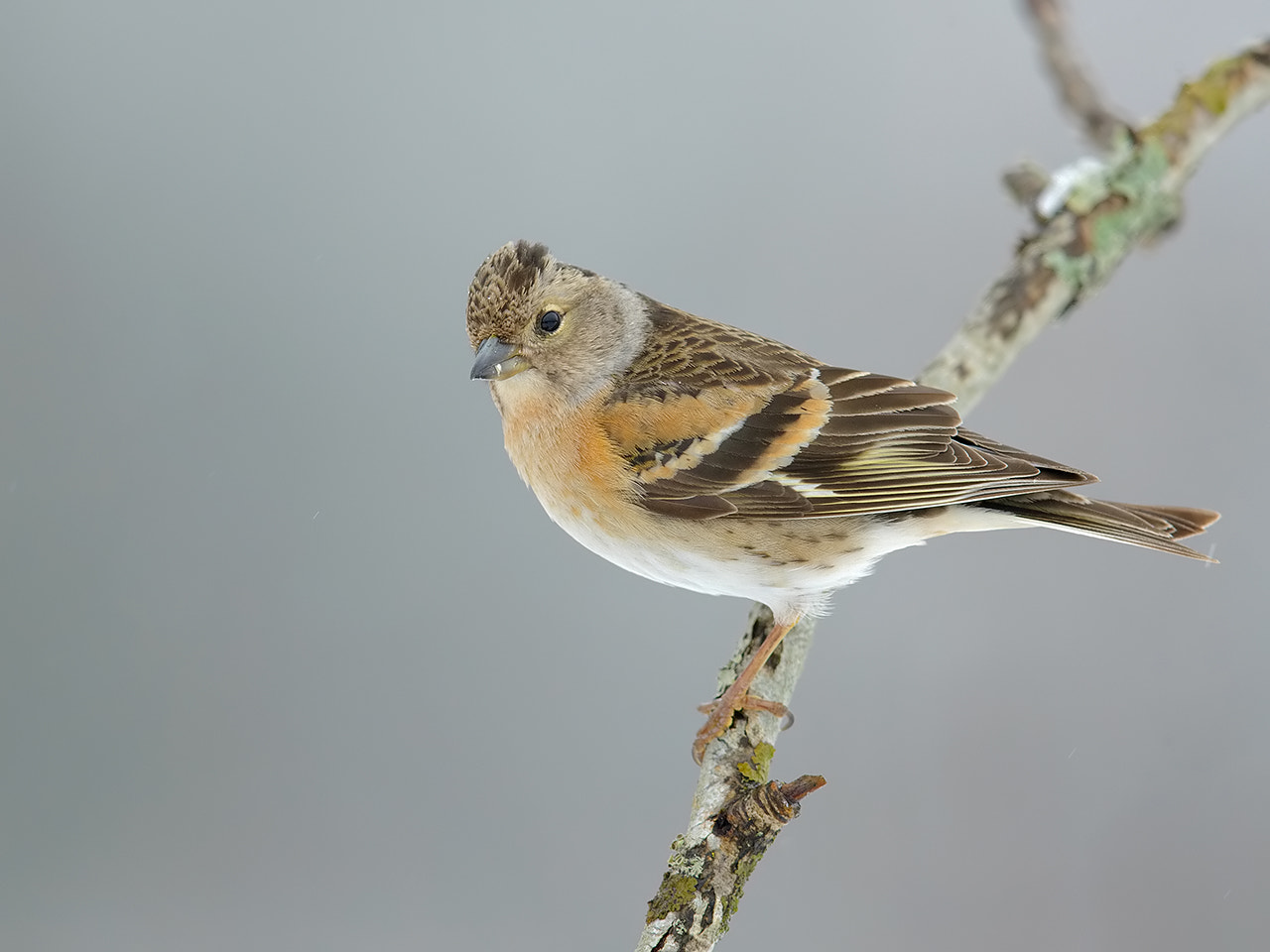 Canon EF 600mm F4L IS II USM sample photo. Brambling photography
