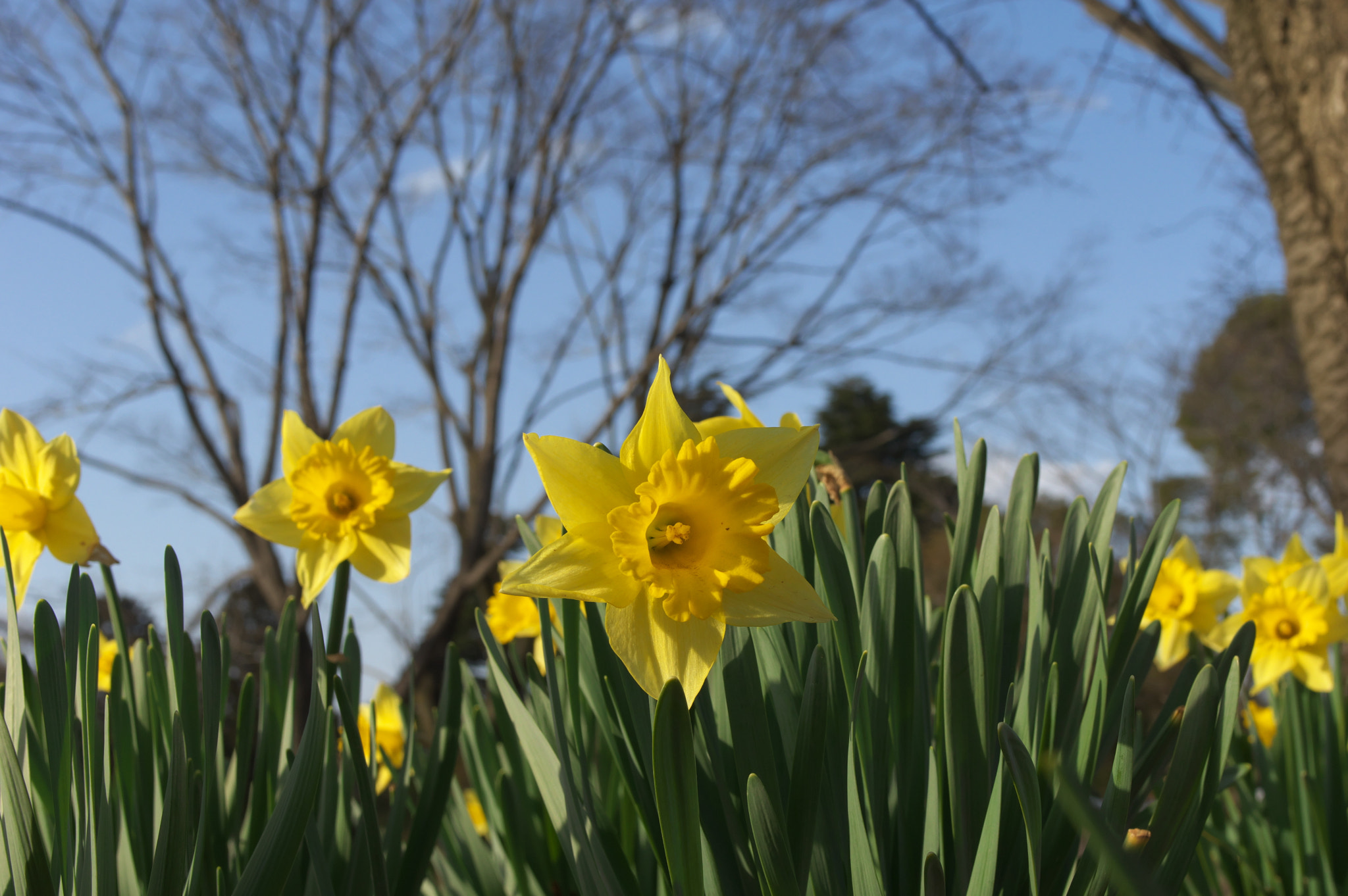 Pentax smc FA 31mm F1.8 AL Limited sample photo. The yellows in february.... photography