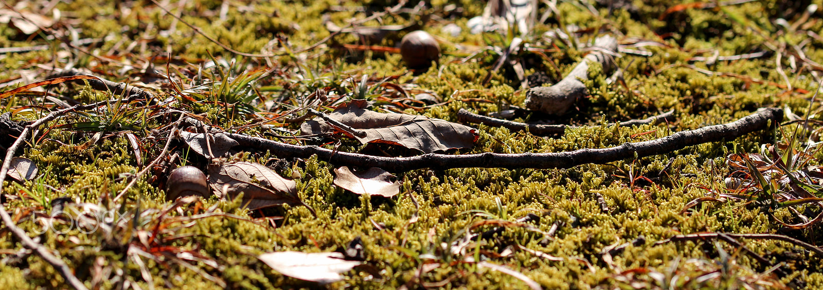 Sigma 105mm F2.8 EX DG OS HSM sample photo. Stick on moss photography