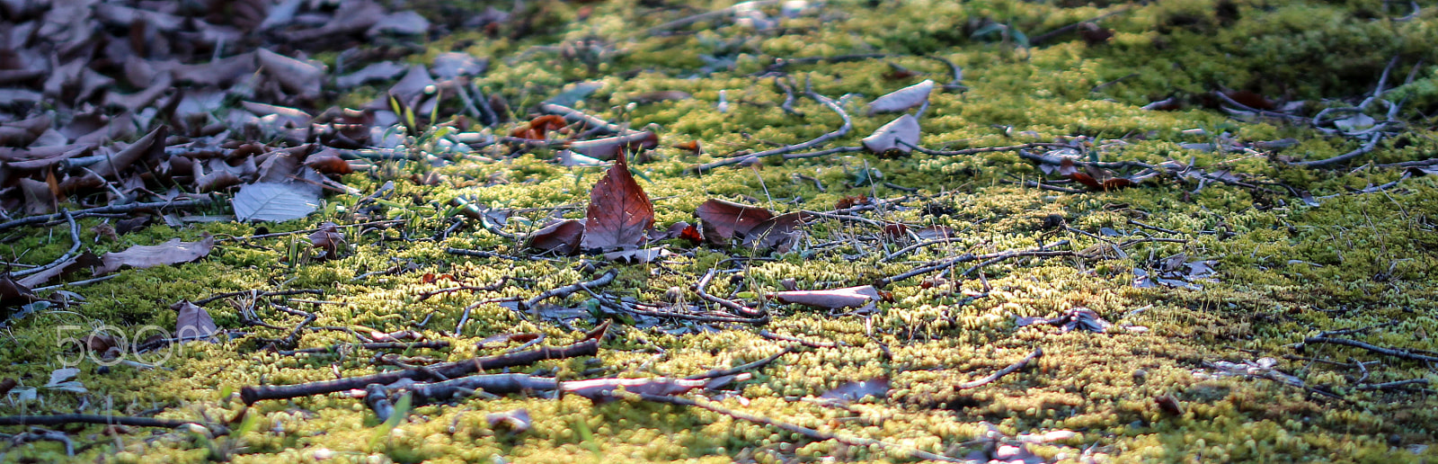 Sigma 105mm F2.8 EX DG OS HSM sample photo. Standing tall photography