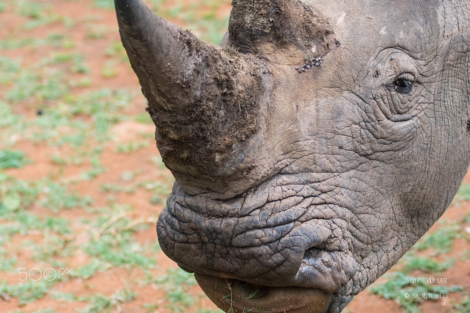 Nikon AF-S Nikkor 70-200mm F2.8G ED VR II sample photo. White rhino photography