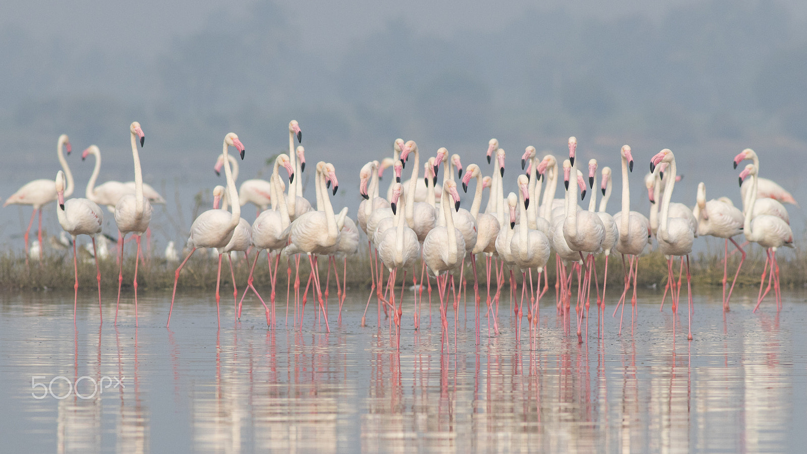 Canon EOS 80D + Canon EF 400mm F5.6L USM sample photo. Walk of pink flamingos photography