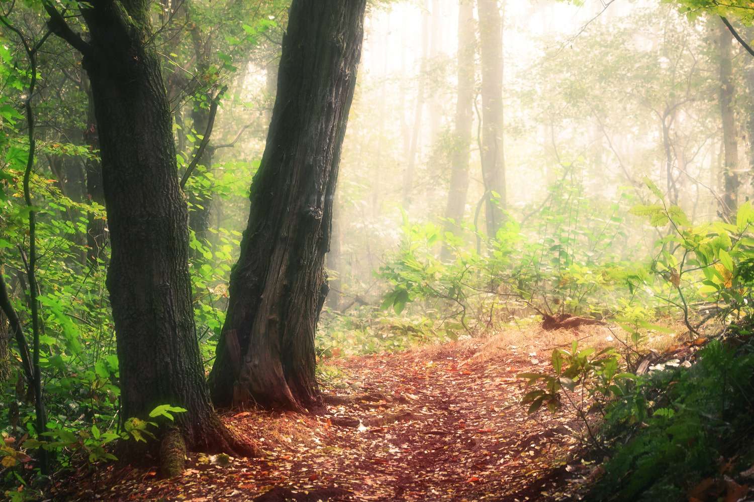 Sigma 105mm F2.8 EX DG OS HSM sample photo. V trees photography