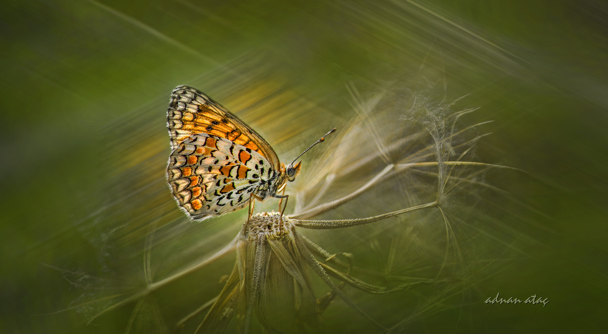 Nikon AF-S Micro-Nikkor 105mm F2.8G IF-ED VR sample photo. Cezayirli İparhan - melitaea punica photography