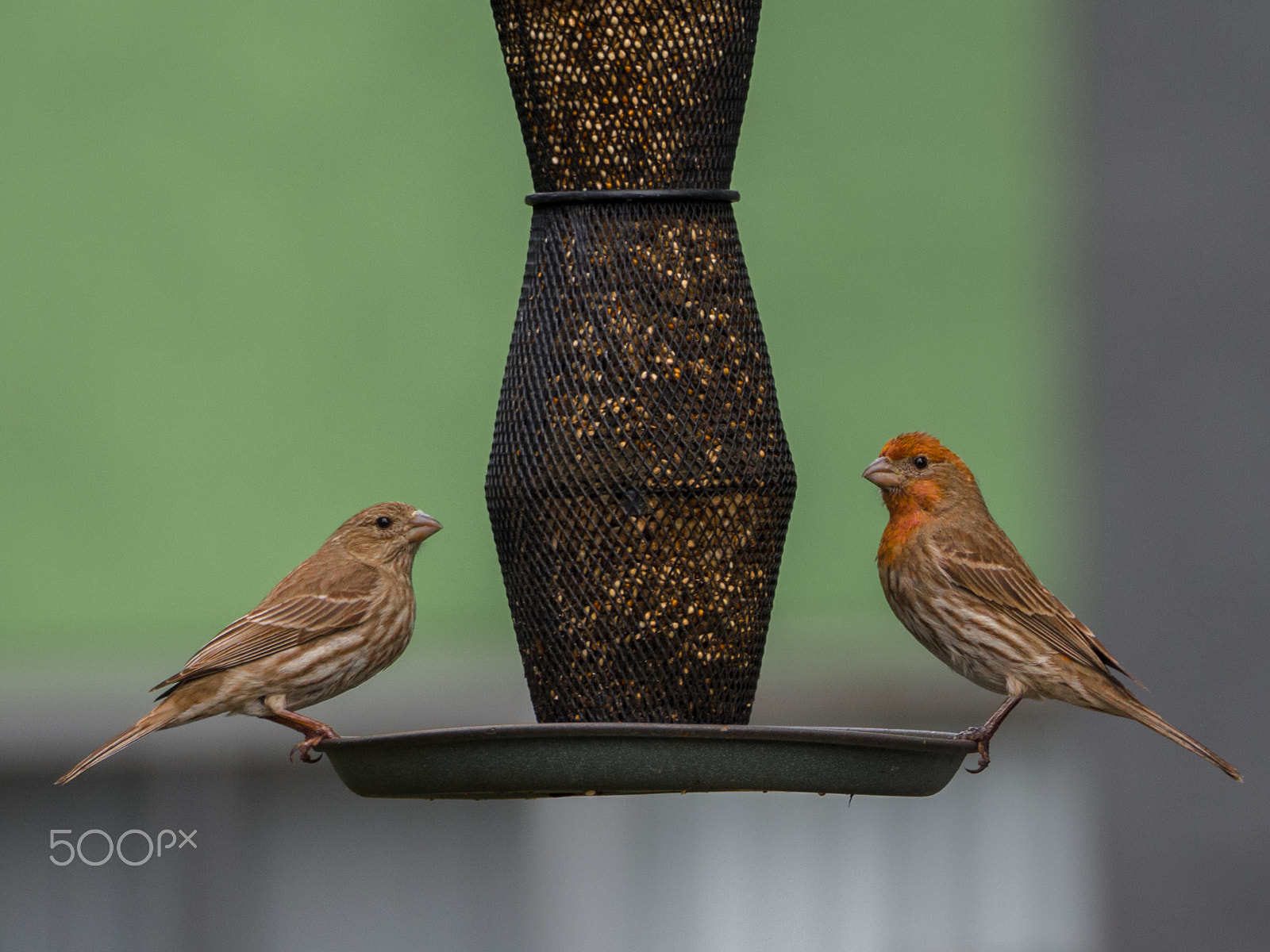 Olympus OM-D E-M10 II + Olympus M.Zuiko ED 75-300mm F4.8-6.7 II sample photo. House finches on a feeder photography