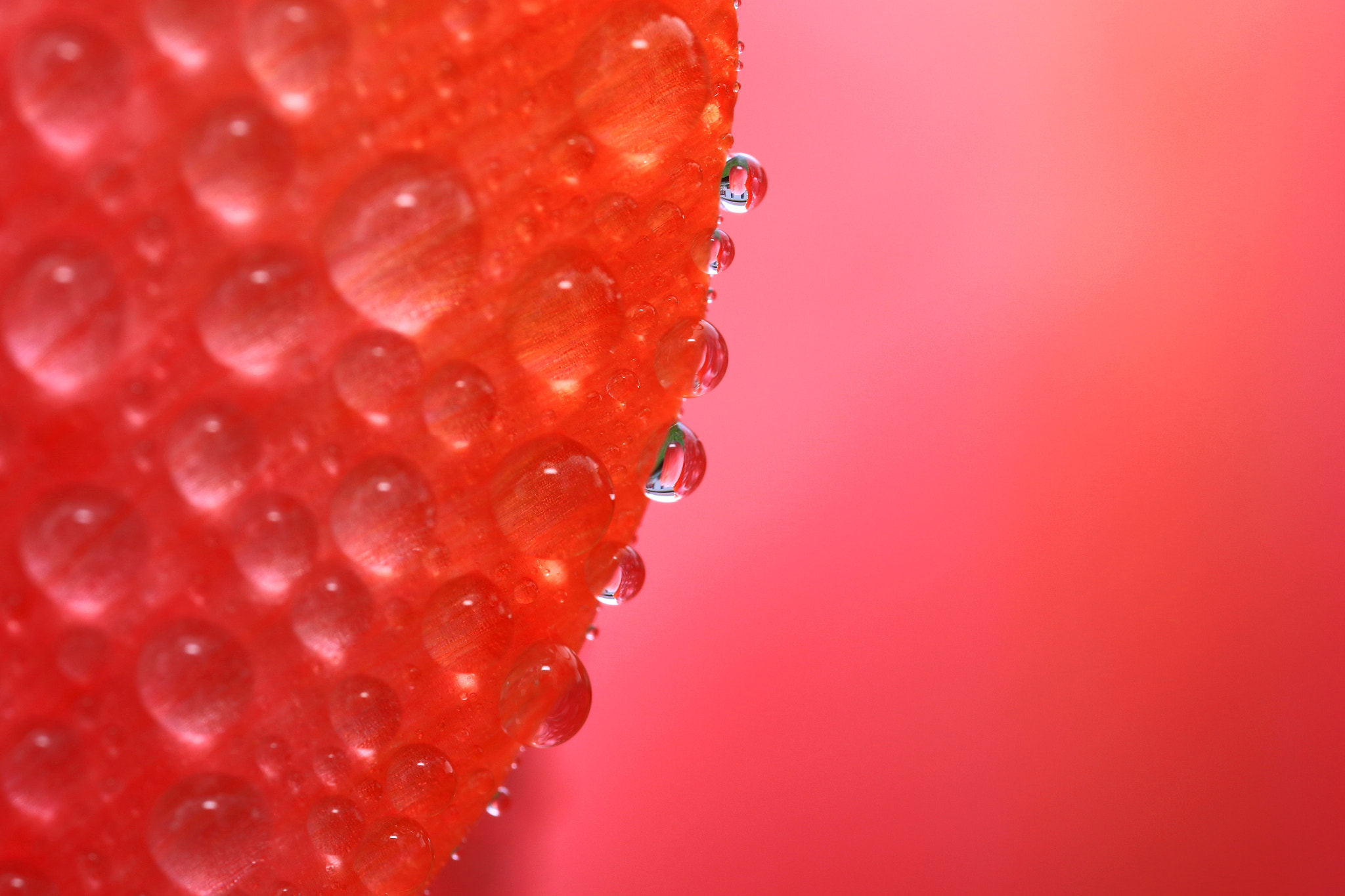 Canon MP-E 65mm F2.5 1-5x Macro Photo sample photo. Spring color 2 photography
