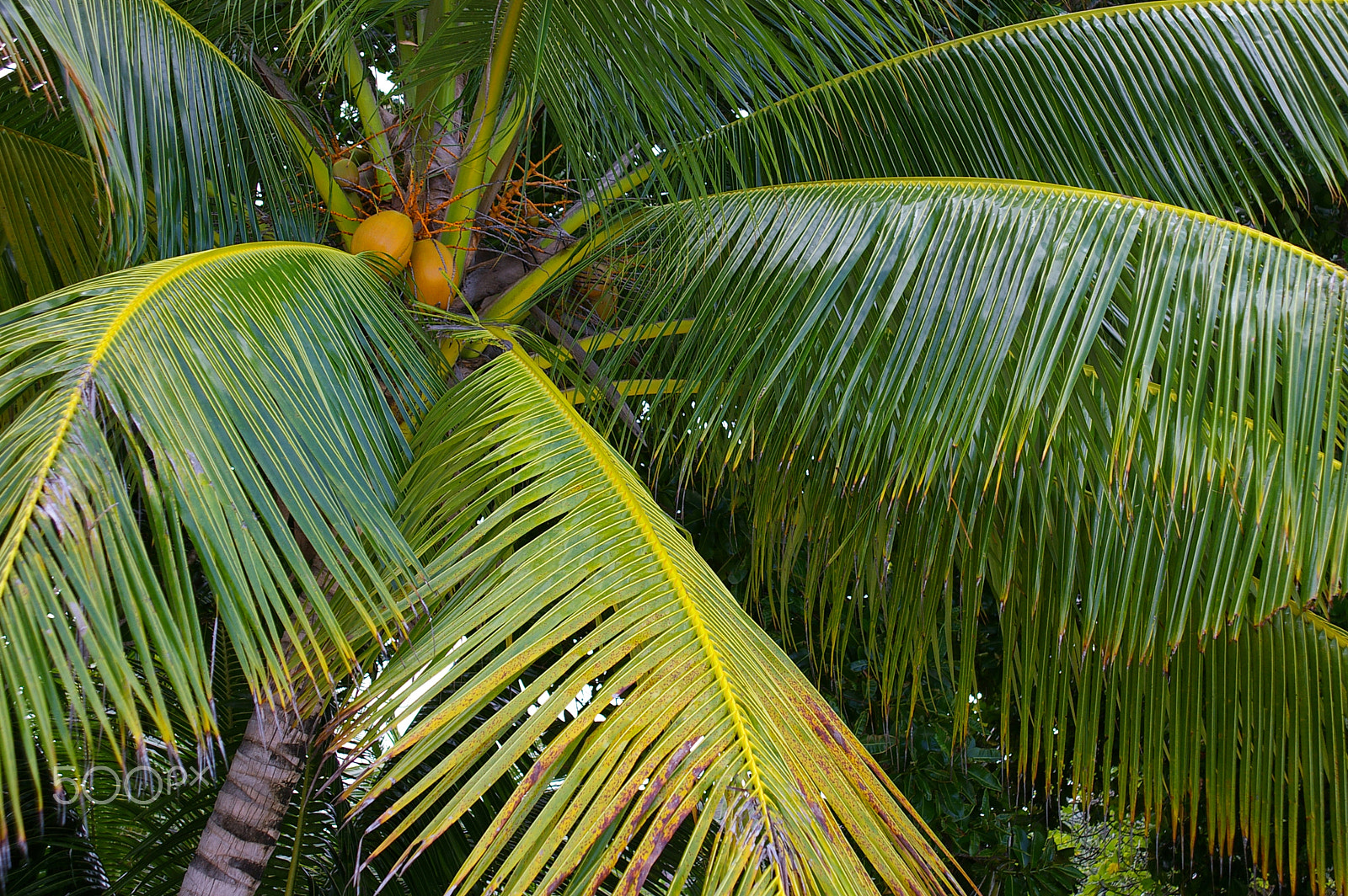 Pentax *ist DL + smc PENTAX-FA 28-105mm F3.2-4.5 AL[IF] sample photo. Red coconut palm photography