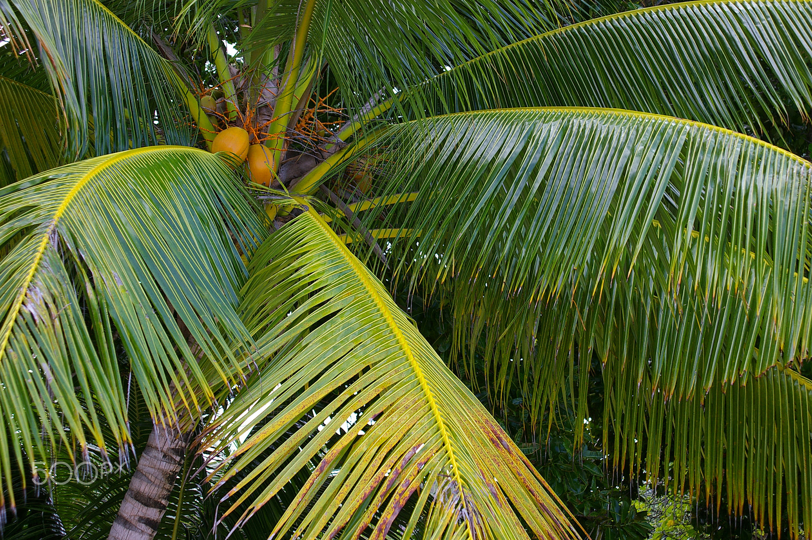 smc PENTAX-FA 28-105mm F3.2-4.5 AL[IF] sample photo. Red coconut palm photography