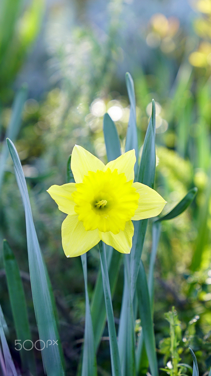 Sony a7S II sample photo. The echoes of the daylight photography