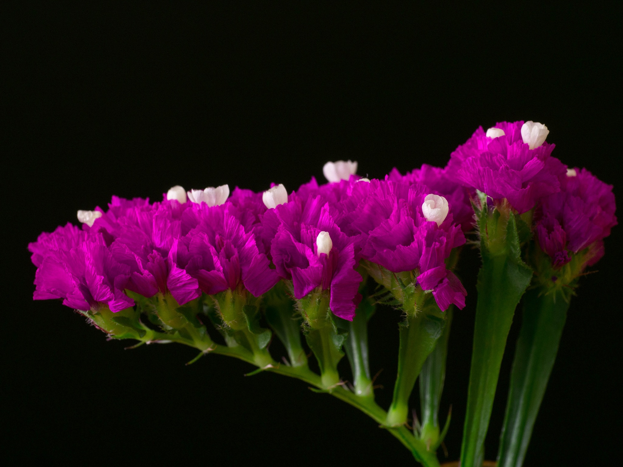 Panasonic Leica DG Macro-Elmarit 45mm F2.8 ASPH OIS sample photo