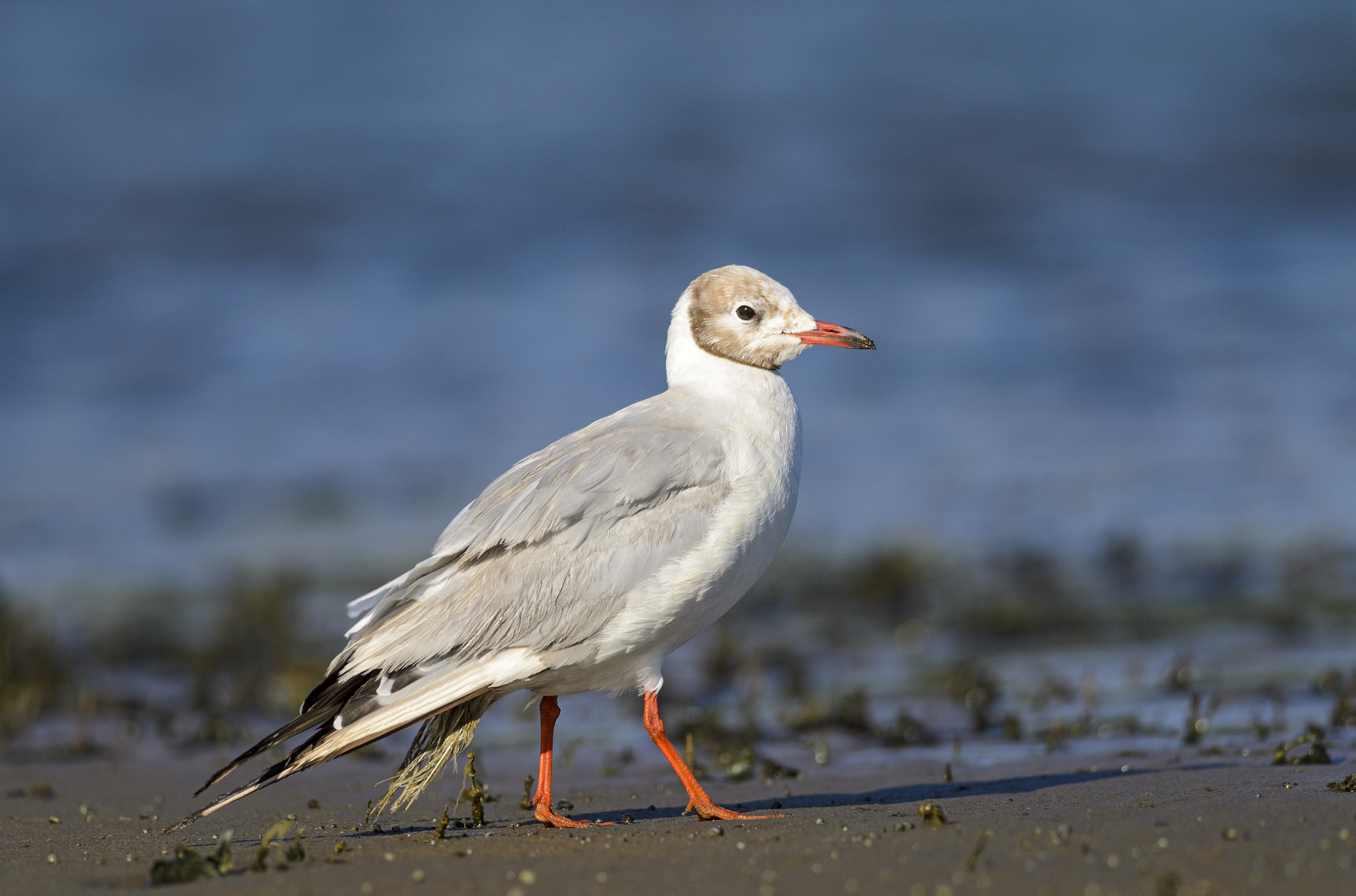 Nikon D7000 + Nikon AF-S Nikkor 300mm F4D ED-IF sample photo. Brown-headed gull photography