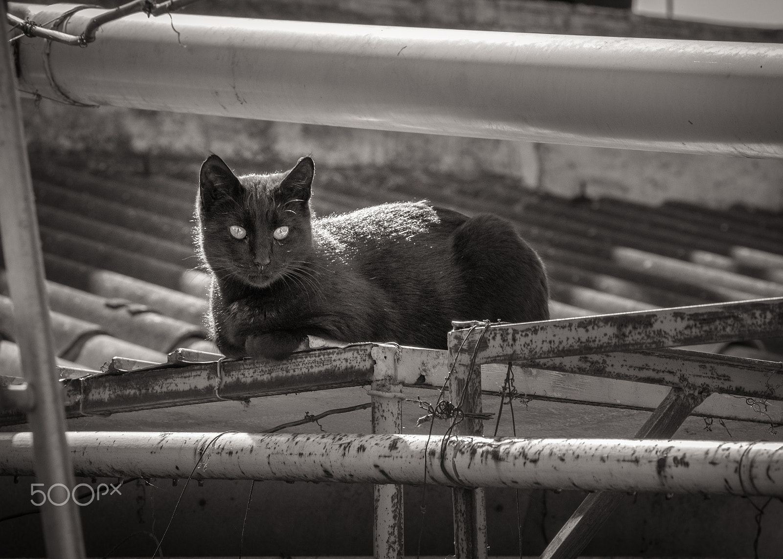 Olympus PEN E-PL6 sample photo. Blackie photography
