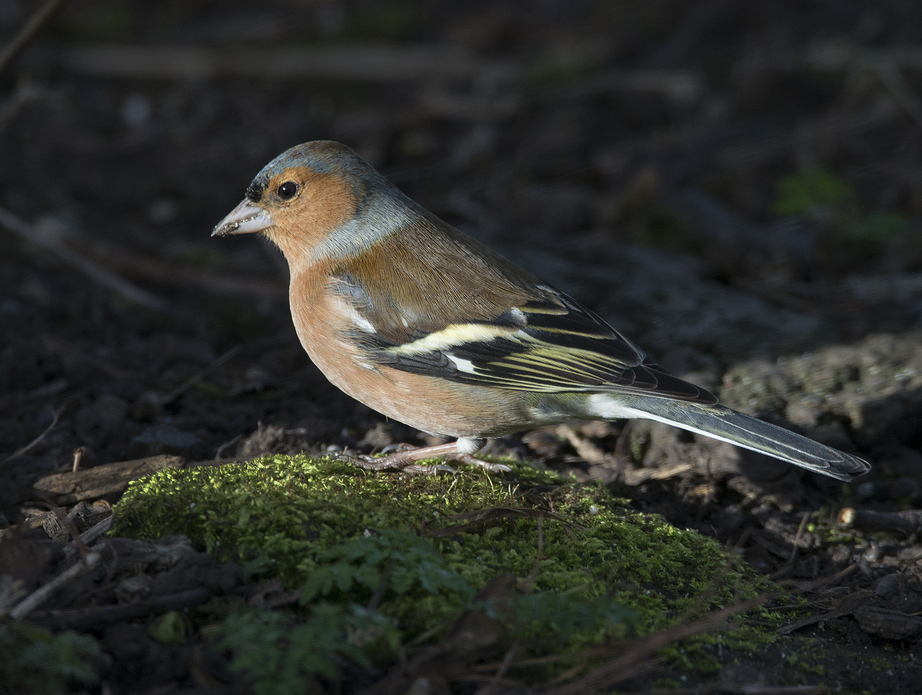 Sigma 150-600mm F5-6.3 DG OS HSM | C sample photo. Chaffinch photography