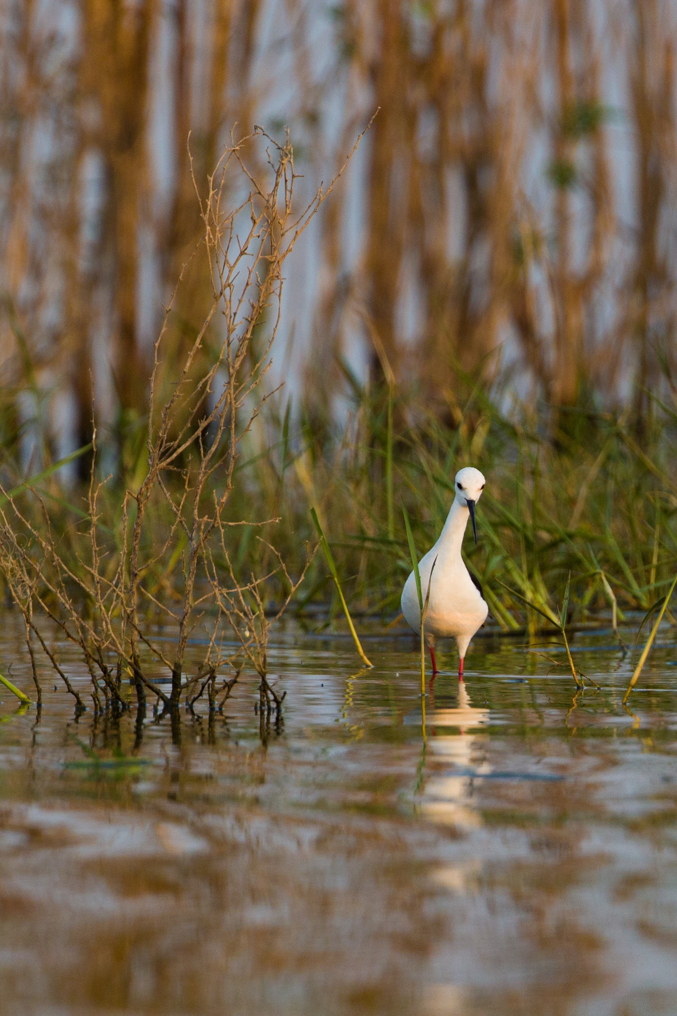 Canon EOS 700D (EOS Rebel T5i / EOS Kiss X7i) + Canon EF 300mm F2.8L IS II USM sample photo. The black-winged stilt, common stilt, or pied stilt (himantopus himantopus) photography