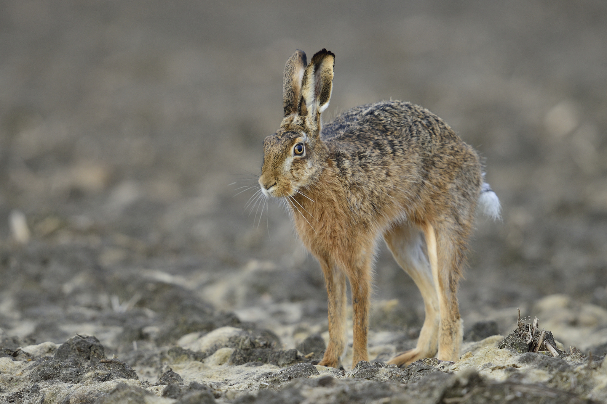 Nikon D800 + Nikon AF-S Nikkor 600mm F4G ED VR sample photo. European hare / feldhase photography