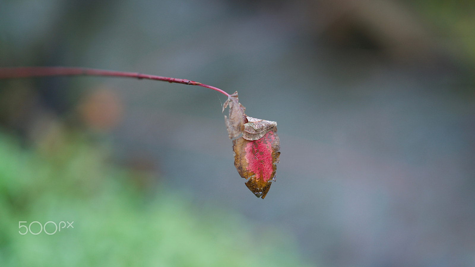 Sony a7S II + Sony FE 85mm F1.4 GM sample photo. So the story goes photography