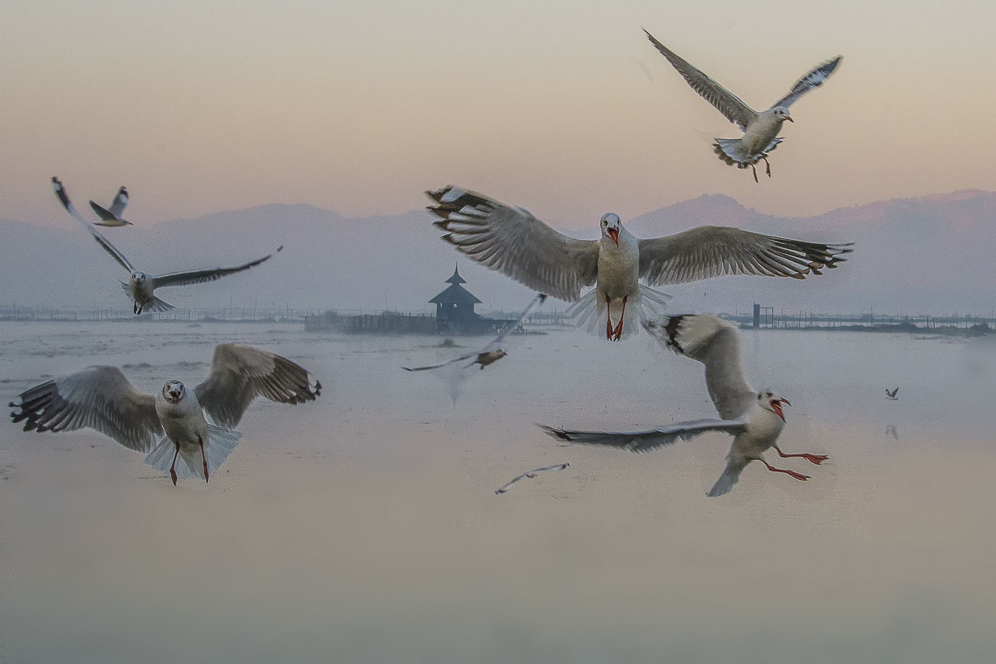 Nikon D500 sample photo. Be aware of birds ! ,inle lake , mayamar photography