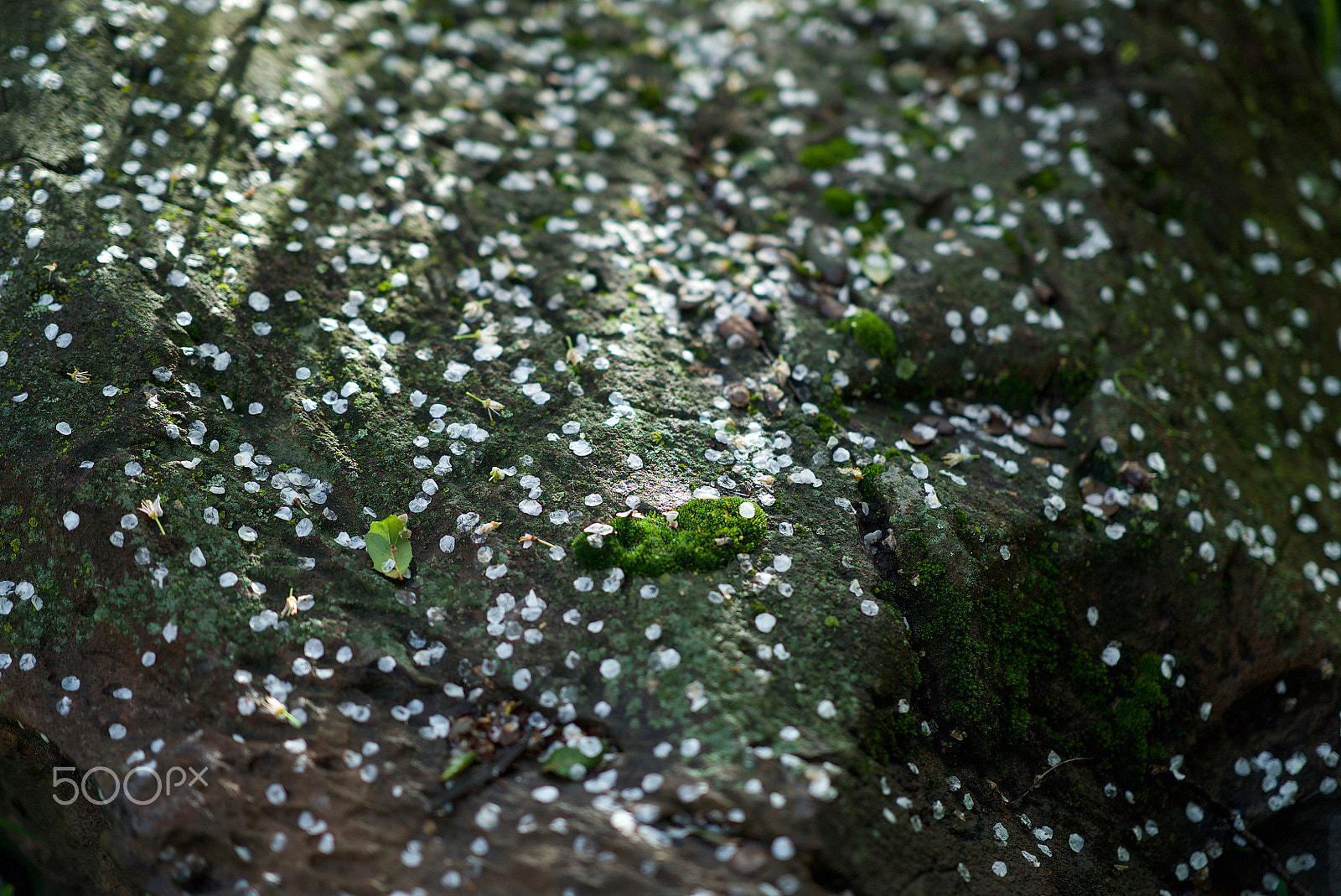 Sony a7S II + Sony FE 85mm F1.4 GM sample photo. Only hope can keep me together photography
