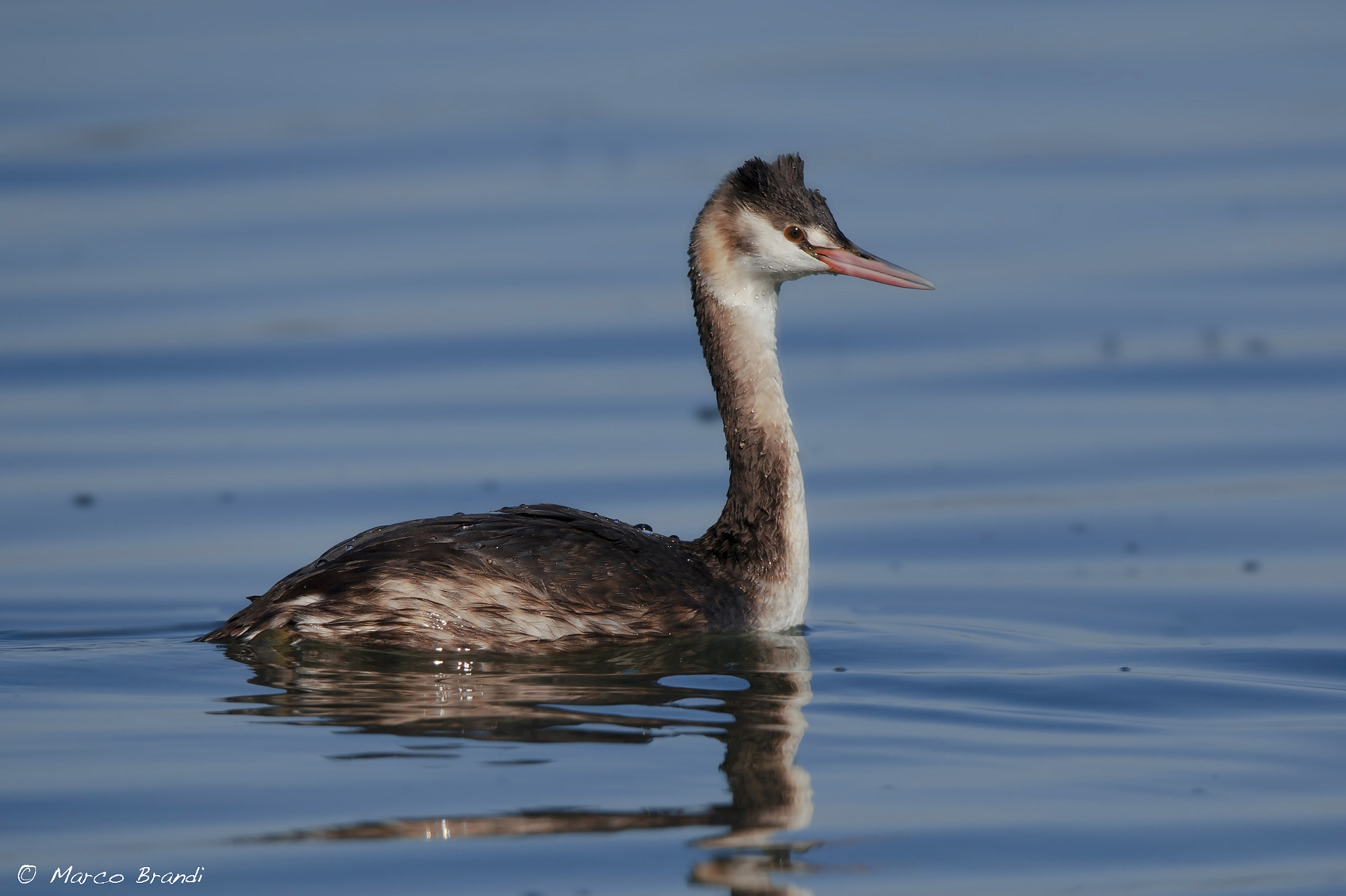 Sigma 150-600mm F5-6.3 DG OS HSM | S sample photo. Svasso maggiore - great crested grebe photography