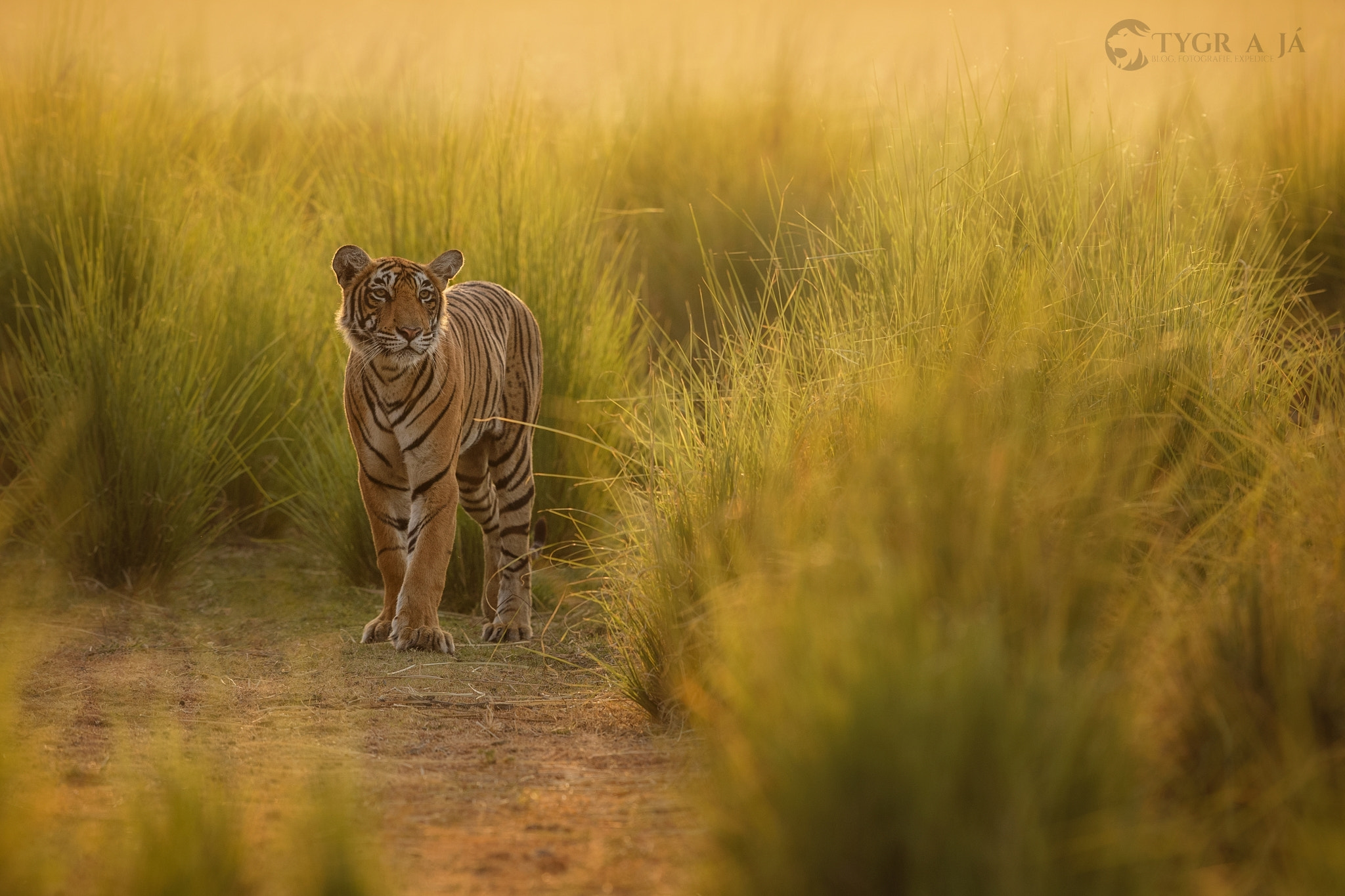 Canon EF 300mm F2.8L IS II USM sample photo. Tigress known as t-83 - lightning photography