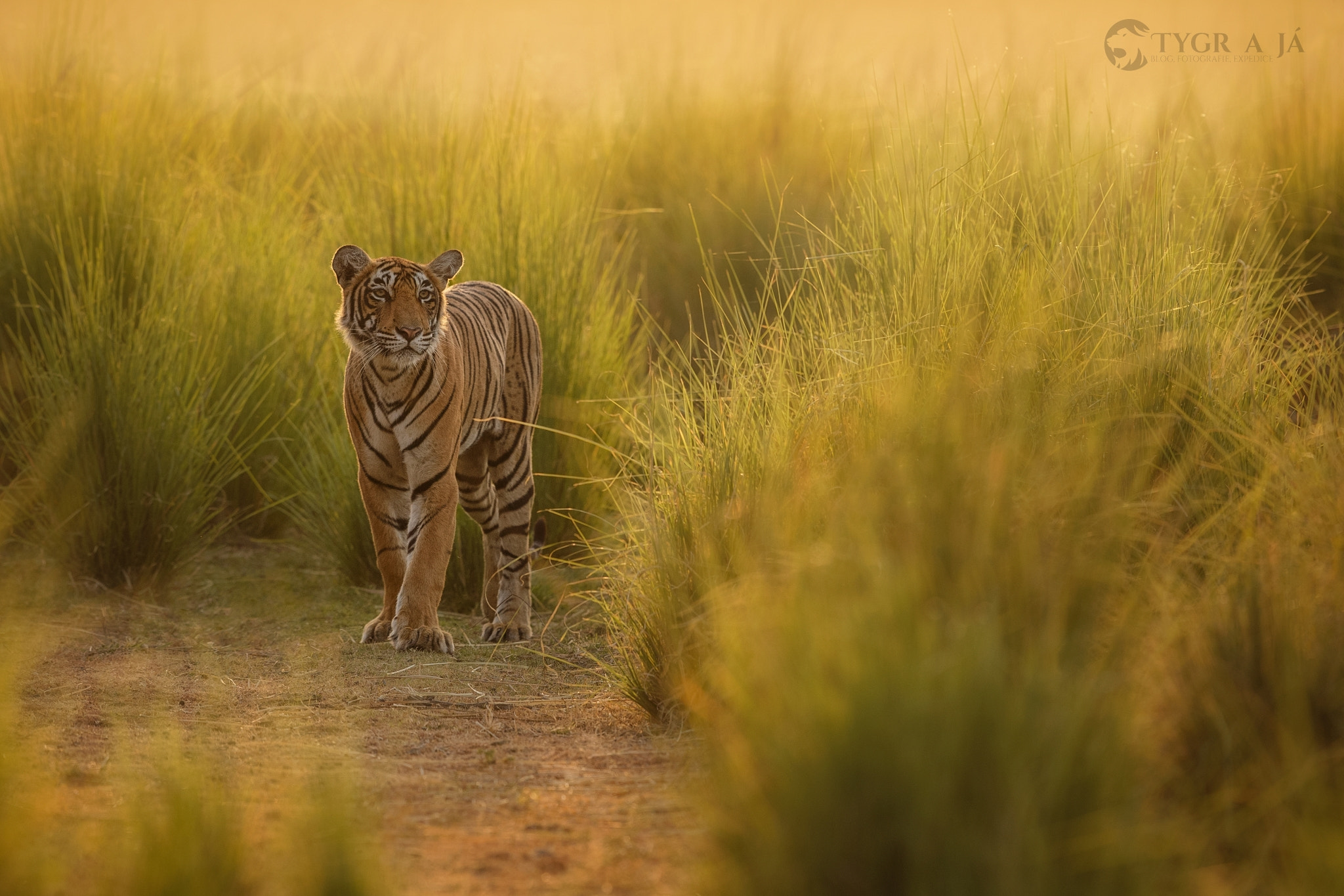 Canon EOS-1D X + Canon EF 300mm F2.8L IS II USM sample photo. Tigress known as t-83 - lightning photography