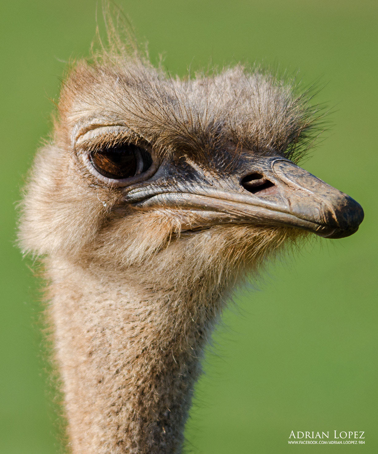 Sigma 150-500mm F5-6.3 DG OS HSM sample photo. Avestruz photography