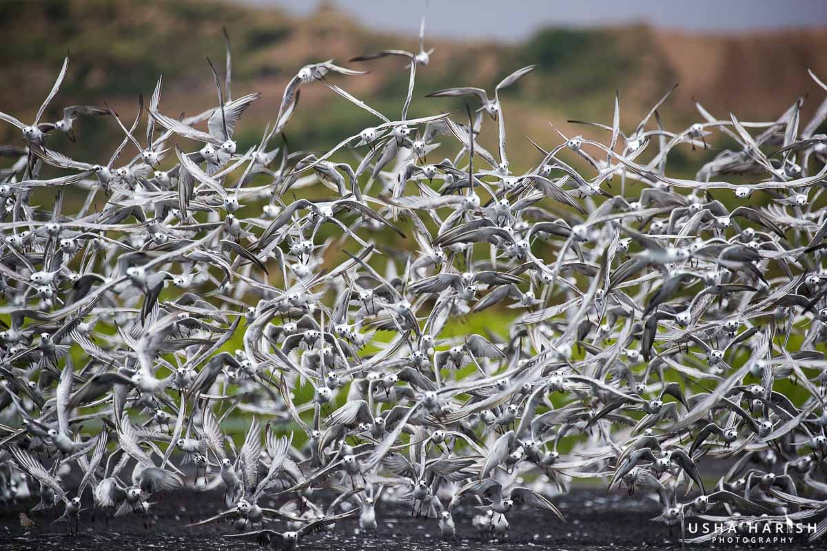 Canon EOS-1D X Mark II sample photo. Tern migration photography