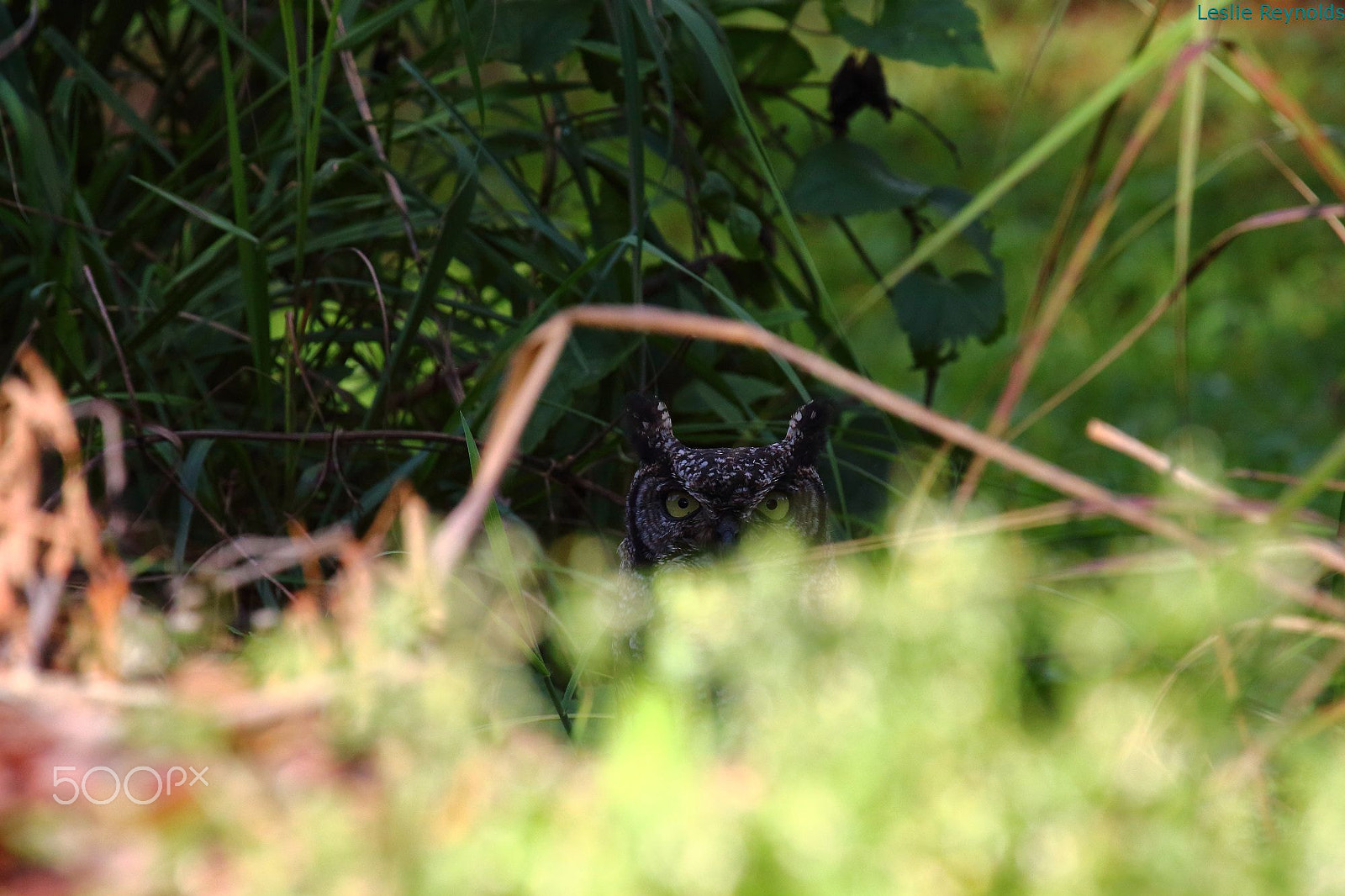 Canon EF 100-400mm F4.5-5.6L IS USM sample photo. Spotted eagle-owl photography
