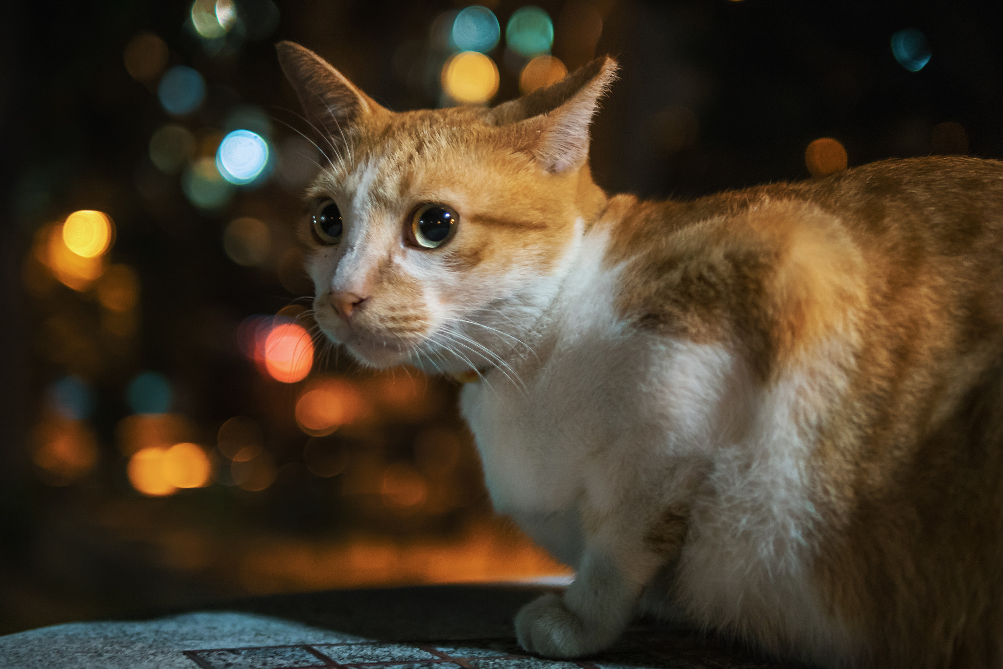 Panasonic Lumix DMC-GH4 sample photo. Cat with bokeh photography