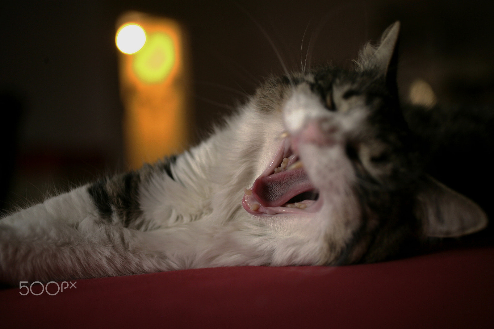 Canon EF 50mm F2.5 Macro sample photo. Baltazar photography