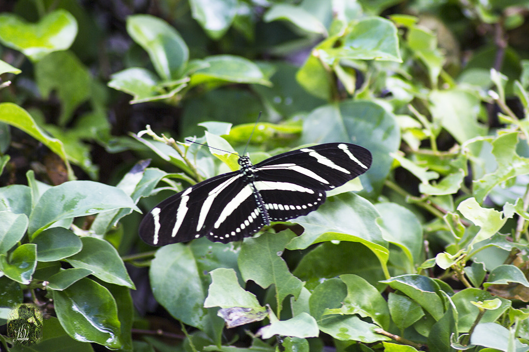 Canon EOS 60D sample photo. Butterfly photography