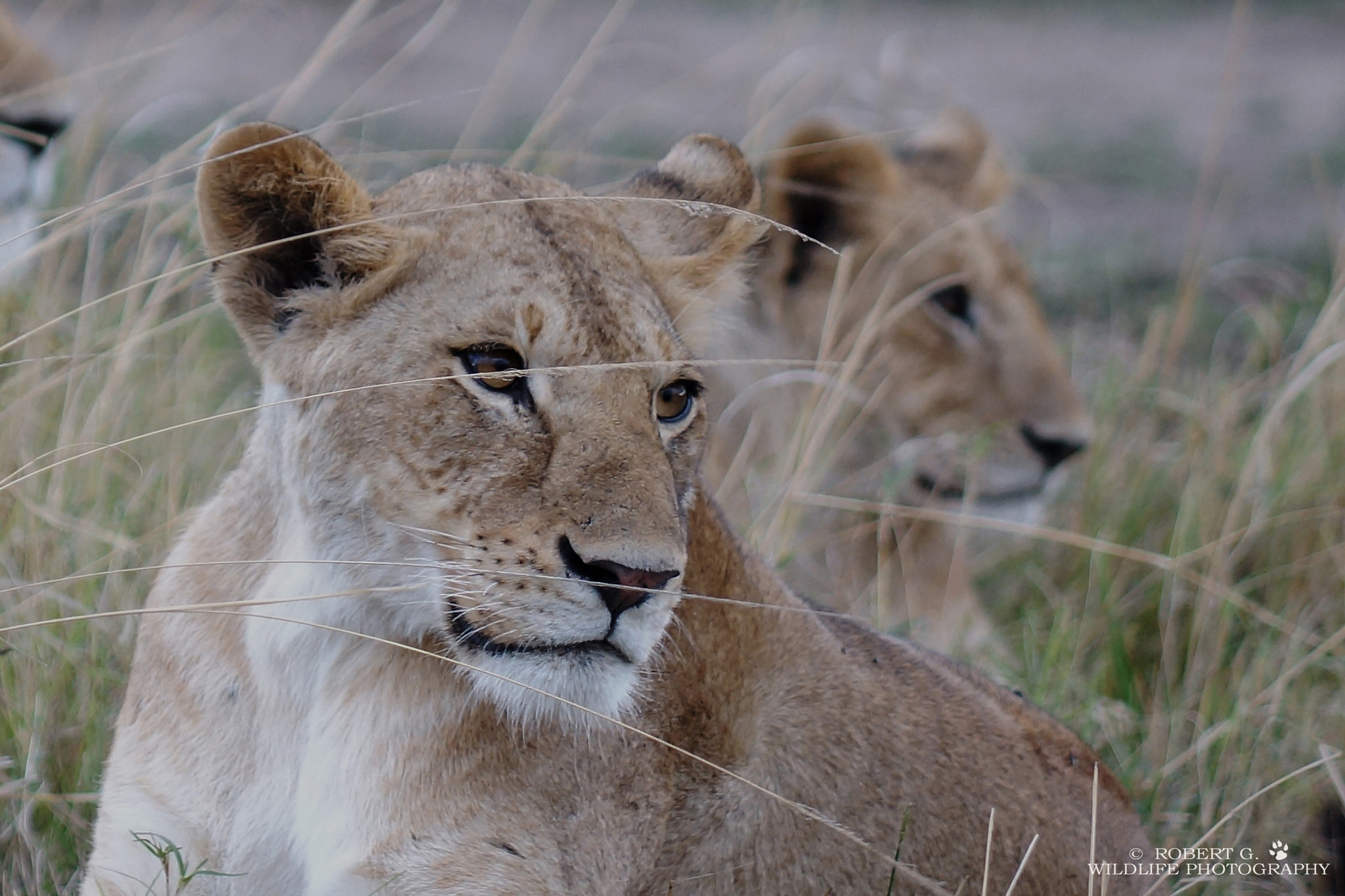 Sony SLT-A77 + Minolta/Sony AF 70-200mm F2.8 G sample photo. Behind bars  masai mara 2016 photography