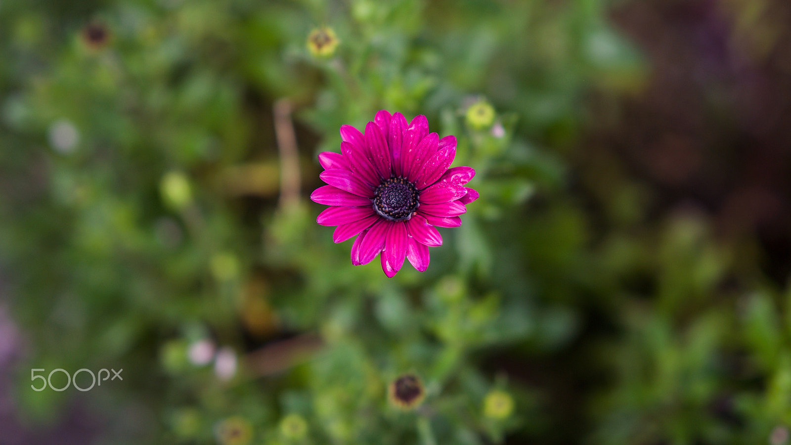 Sony FE 85mm F1.4 GM sample photo. Fill your heart again photography