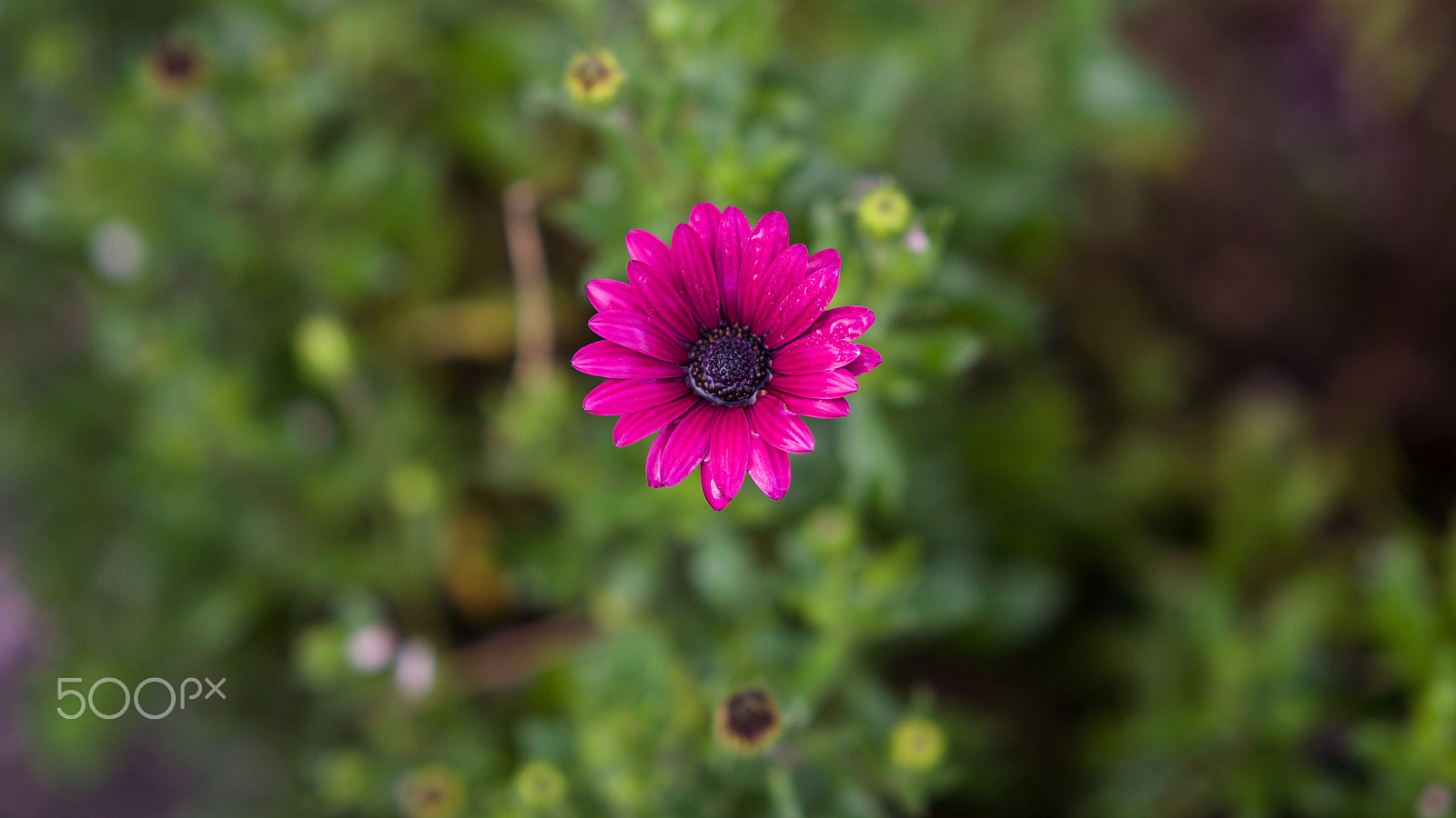 Sony a7S II + Sony FE 85mm F1.4 GM sample photo. Fill your heart again photography