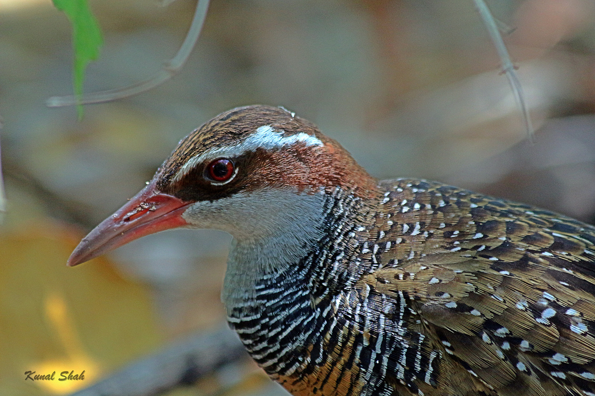 Canon EF 70-300mm F4-5.6 IS USM sample photo. Buff banded rail photography