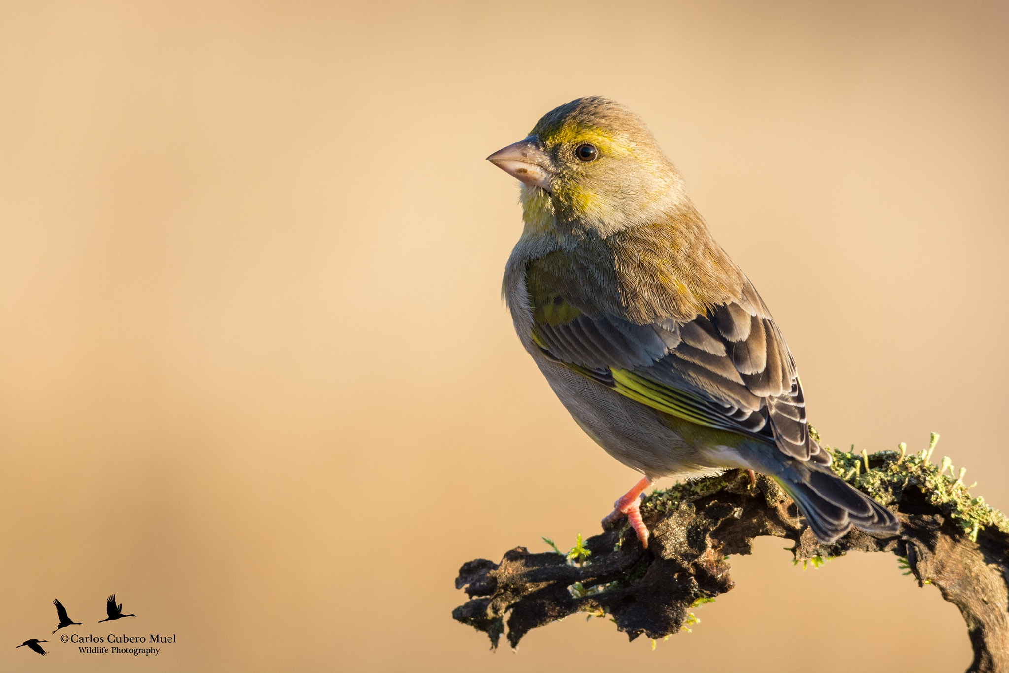 Sigma 150-600mm F5-6.3 DG OS HSM | C sample photo. Lovely lights photography